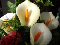 /album/fotogaleria/pb133156-jpg/